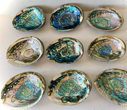 Abalone Shell