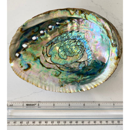 Abalone Shell